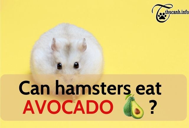 Can hamsters eat avocado?