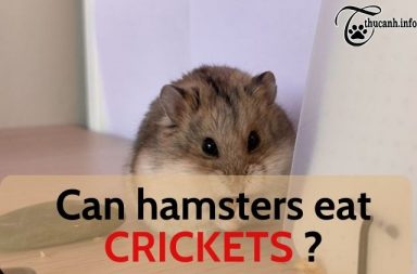Can hamsters eat crickets?