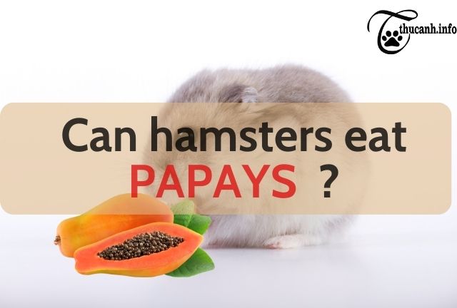 Can hamsters eat fresh papaya?