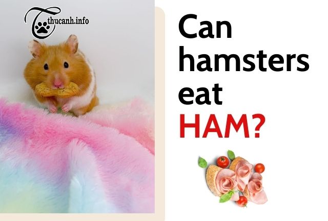 Can hamsters eat ham?