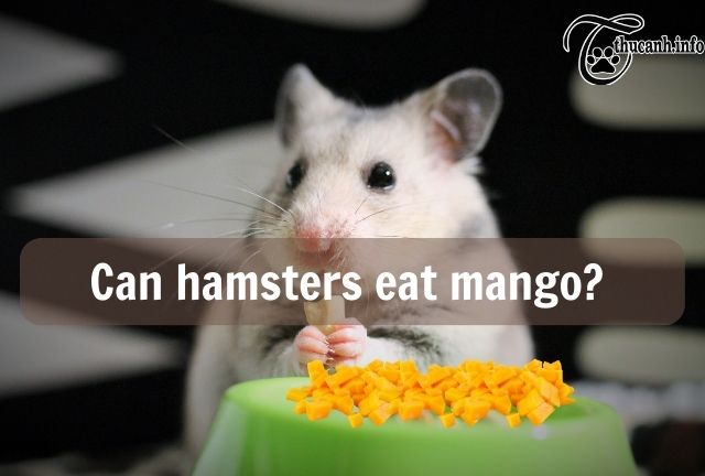 Can hamsters eat mango?