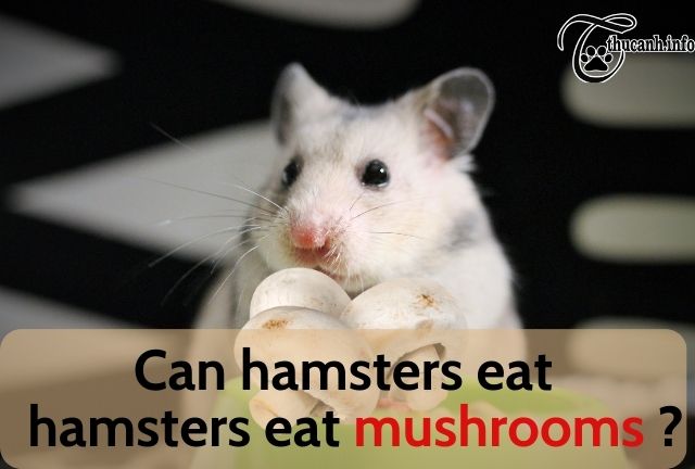 Can hamsters eat mushrooms?