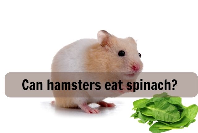 Can hamsters eat spinach?