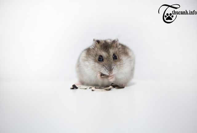 Can hamsters eat sunflower seeds with shell?
