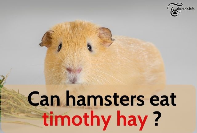 Can hamsters eat timothy hay?