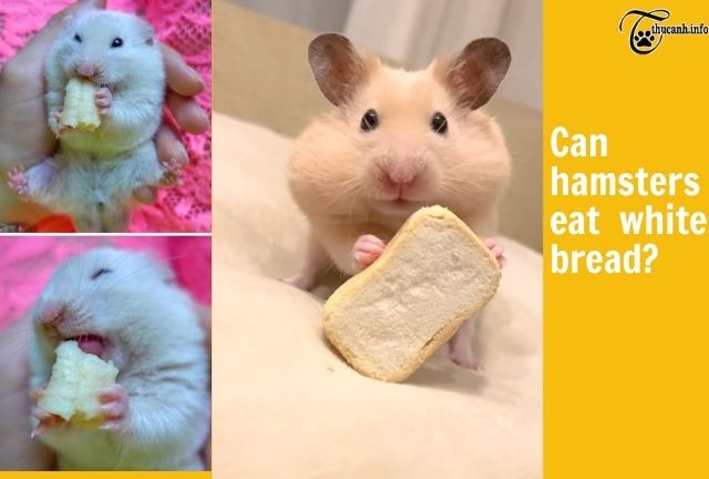 Can hamsters eat white bread?