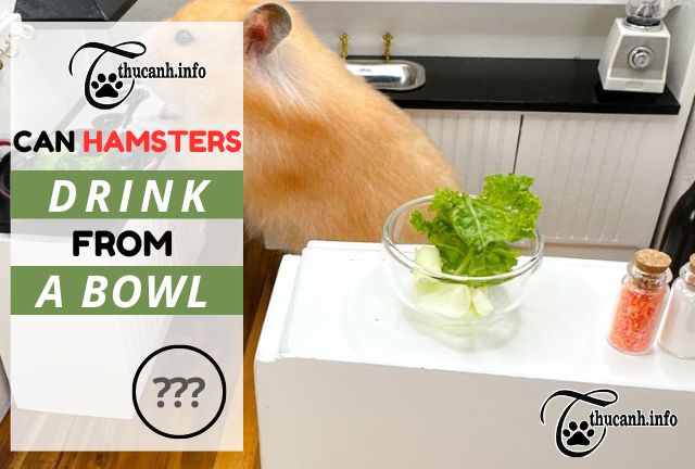 The Hydration Dilemma: Can Hamsters Really Drink from a Bowl?