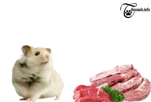 Can syrian hamsters eat meat?