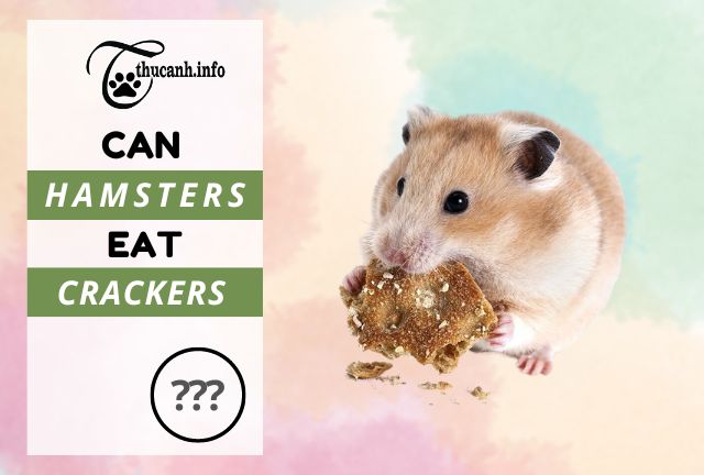 Crunchy Delights for Your Hamster: The Truth About Crackers