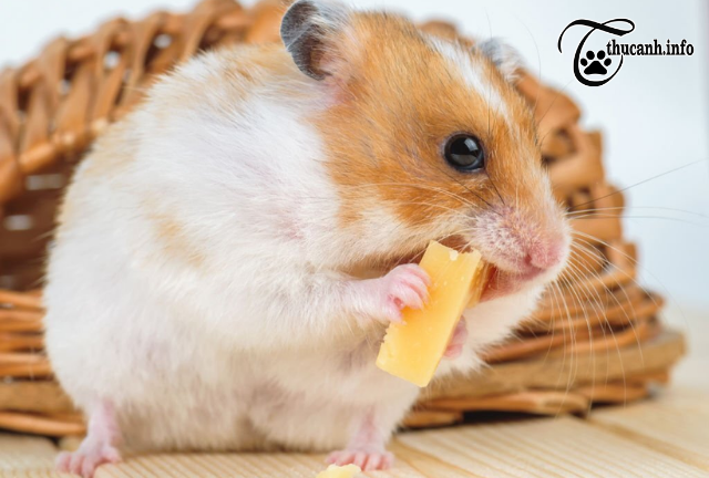 Curious Behavior: Hamsters Spitting Out Food?