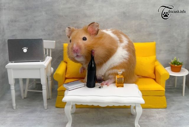 Thirsty Hamsters? Discover Safe and Refreshing Drink Options!
