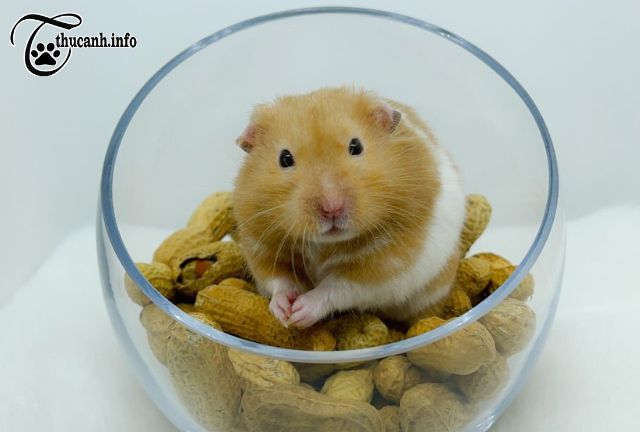 Bowl or Bottle: Discovering How Hamsters Stay Hydrated