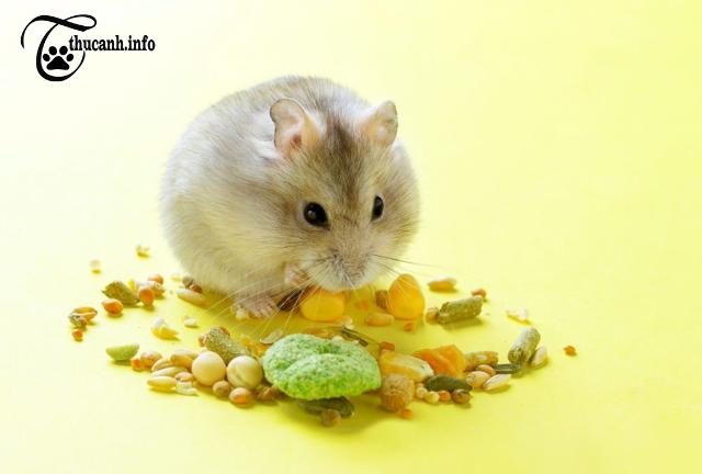 The 7 Surprising Factors That Could be Causing Your Hamster to Overeat