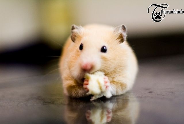 Can hamsters eat scrambled egg?