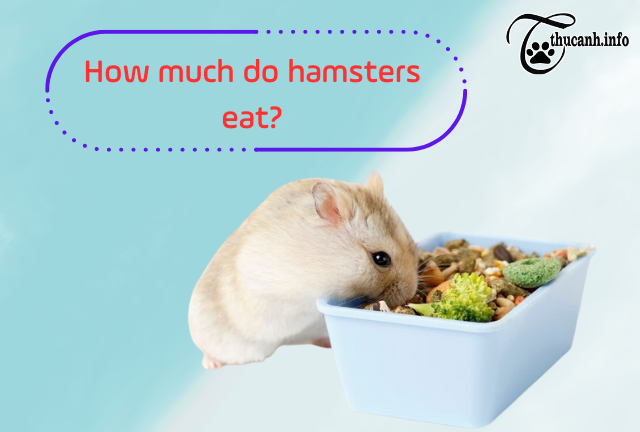 Hamster Feeding Habits: How Much Do They Eat?