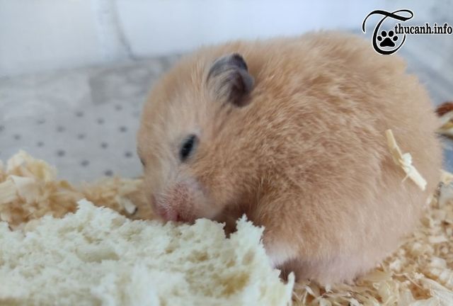Is bread good for hamsters?