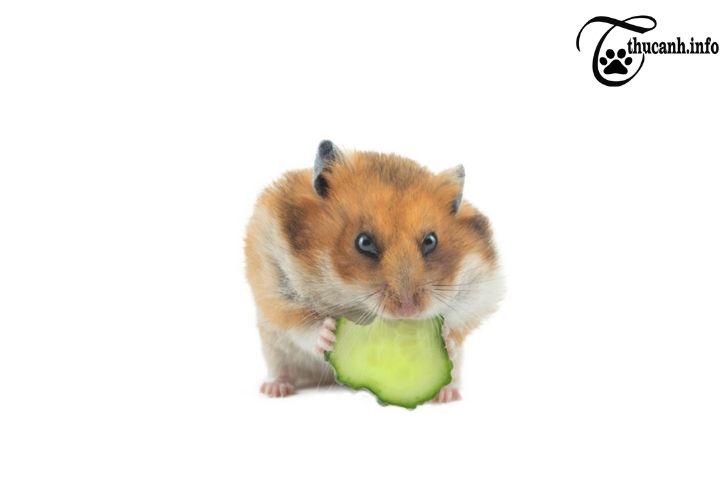 Is cucumber good for hamsters?