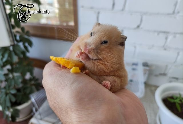 Is good or bad hamster eat corrn?