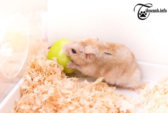 Is good or bad hamster eat fruit?