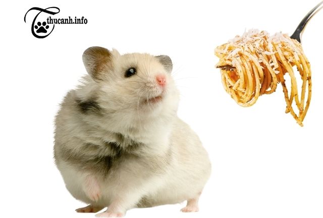 Is pasta good for hamsters?