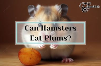Plum Paradise: Can Hamsters Eat Plums as a Treat?