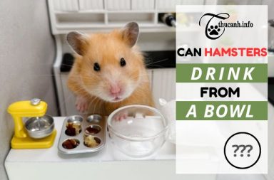 Quenching Their Thirst: Can Hamsters Drink from a Bowl?