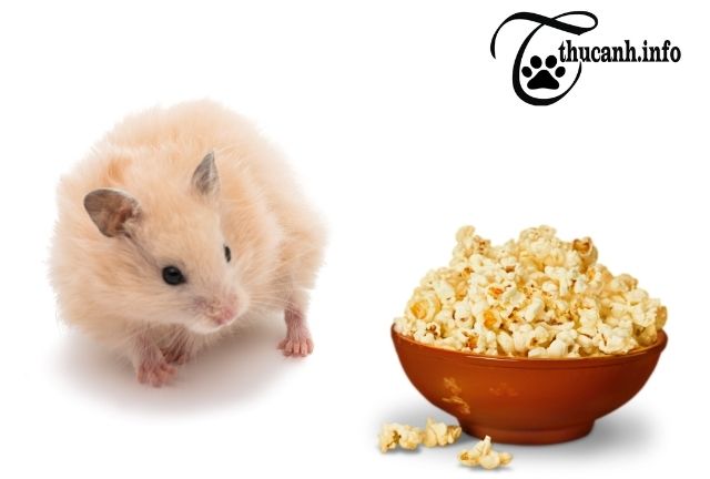 Questions about popcorn and hamster