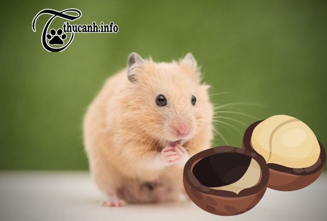 Harm when Hamster eats macadamia