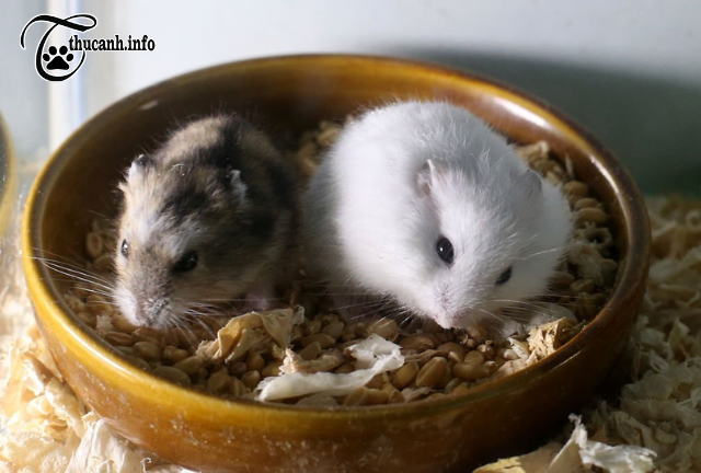 From Portion Control to Exercise: 6 Tips to Help Your Hamster Stop Overeating