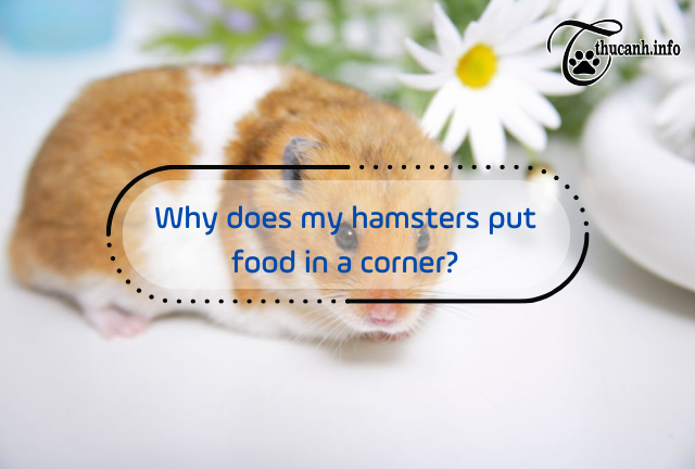Unraveling Hamsters: Food Hoarding in Corners