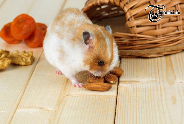 Unraveling the Mystery: Hamsters and Food Spit