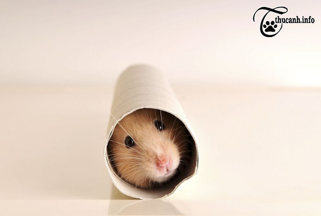 Unveiling the Mystery: 5 Reasons Why Hamsters Stop Eating