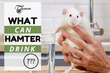 From Water to Treats: Exploring What Hamsters Can Drink for Health