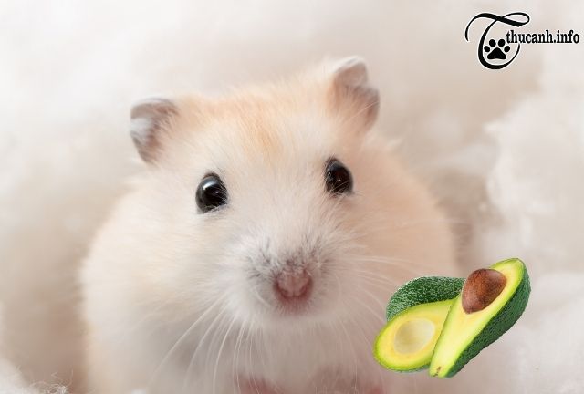 What can hamsters eat avocado?