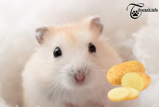What can hamsters eat potato?