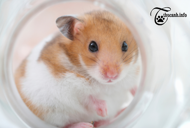 Inside the Hamster's World: Exploring the Fascinating Behavior of Eating Poop