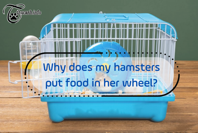 The Surprising Reason Why Your Hamster Stashes Food in Her Wheel