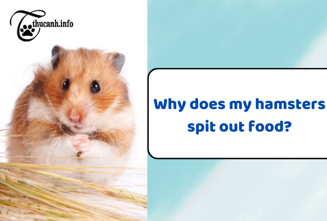 Understanding Hamster's Food Spitting Habit