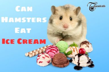 Can Hamsters Eat Ice Cream