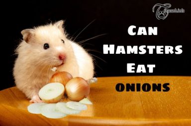 Can Hamsters Eat Onion