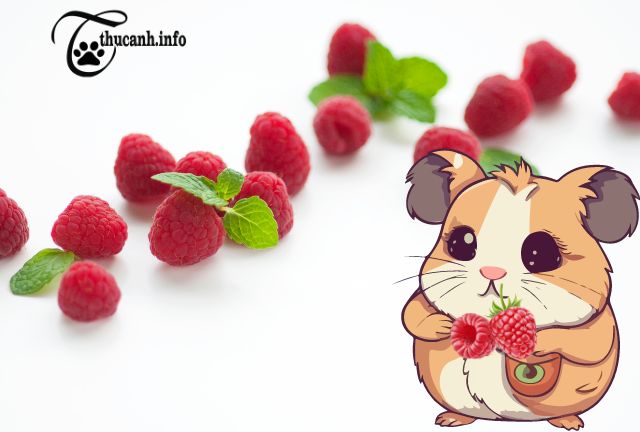 Instructions on how to feed a hamster with raspberries