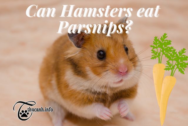 Hamsters eat Parsnips good or bad?