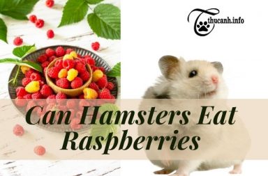 Should hamsters eat raspberries ?
