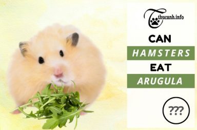 Arugula for Hamsters: Health Benefits and Risks