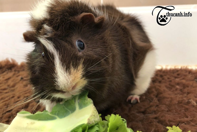 Cabbage for Hamsters: Dos and Don'ts