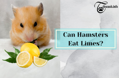 A Citrus Delight: Can Hamsters Eat Limes Safely?