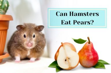 Can Hamsters Eat Pears Safely?