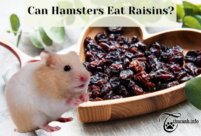 A Delicious Treat: Can Hamsters Eat Raisins Safely?