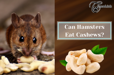 Can Hamsters Enjoy Cashews? A Nutritional Guide