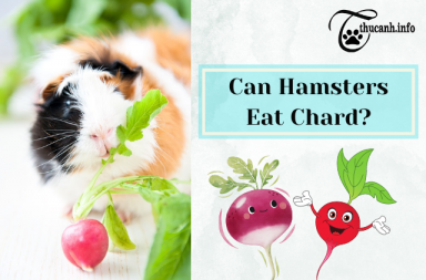 Can Hamsters Safely Munch on Chard? A Nutritional Analysis